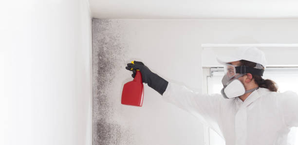 Best Attic Mold Removal  in Regency At Monroe, NJ