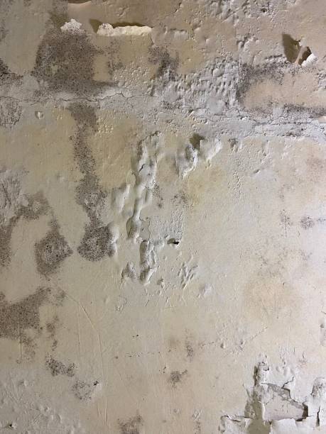 Professional Mold Removal in Regency At Monroe, NJ