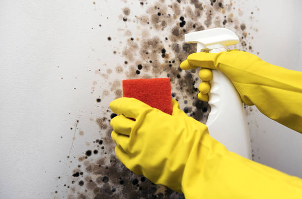 Mold Removal Process in Regency At Monroe, NJ