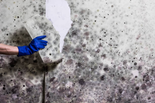 Best Same-Day Mold Removal  in Regency At Monroe, NJ